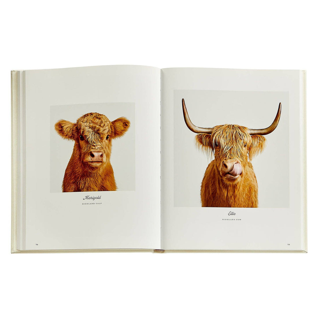 Farm Life: A Collection of Animal Portraits by Randal Ford